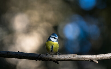 Blue tit, Parus caeruleus, single bird on branch with bokeh background