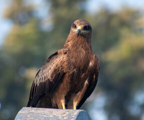 A Black Kite - Eagle Resting on a rooftop on a cold winter morning in the city of Pune, India