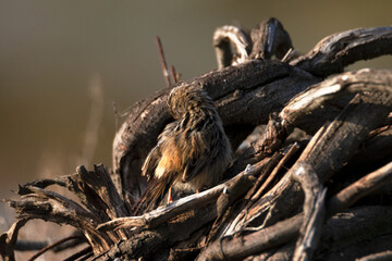 Cisticola buitrón