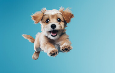
Against the baby blue background, a charming brown dog joyfully leaps, expressing its vivacity and delight.