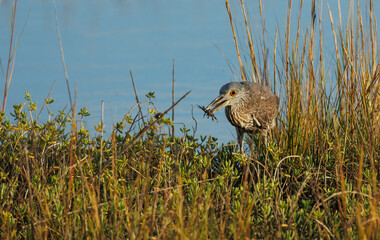 Crowned night heron eating crabs 