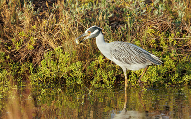 Crowned night heron eating crabs 