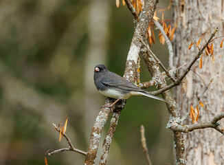 Junco songbird on branch in autumn 