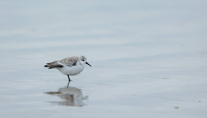 Sand piper seagull eating crab on beach