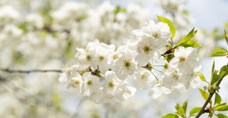 photo of fresh spring blossom flower of tree. spring blossom flower. spring flower blossom
