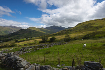 Sheep grazing on lush green mountain meadows in Snowdonia national park