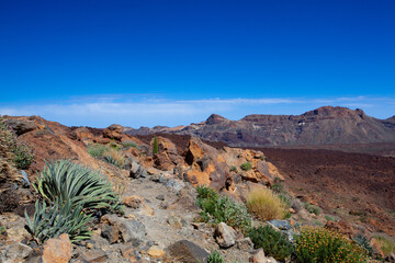 Arid landscape full of cacti in Teide National Park, Tenerife, Spain.