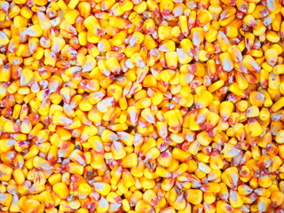 Bright orange-yellow corn kernels in freshly harvested piles.
