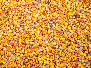 Bright orange-yellow corn kernels in freshly harvested piles.
