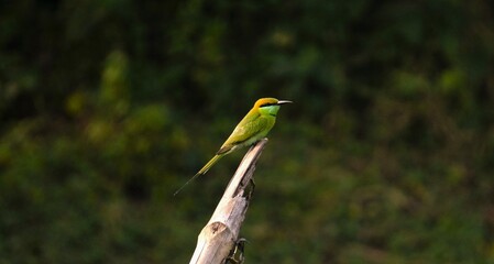 Image of Green Bee-eater bird(Merops orientalis) on a branch on nature background. Bird. Animals.