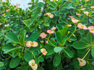 close up of euphorbia milii plant