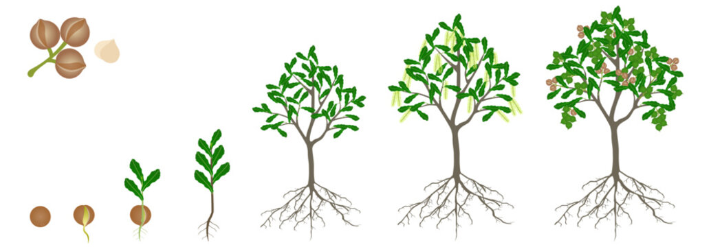 Cycle of growth of macadamia tree on a white background.