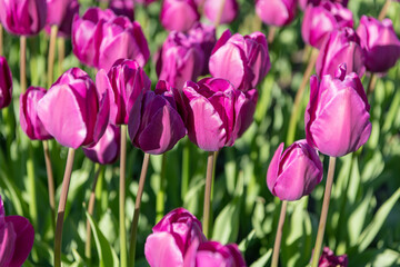 fresh tulip flower in spring. tulip flower on flowerbed. tulip flower in summer.