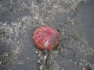 Sea Anemone at Low Tide, Alaska