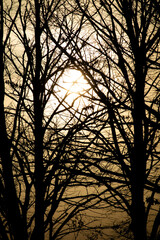 Photographic documentation of the sunset among the trees