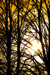 Photographic documentation of the sunset among the trees