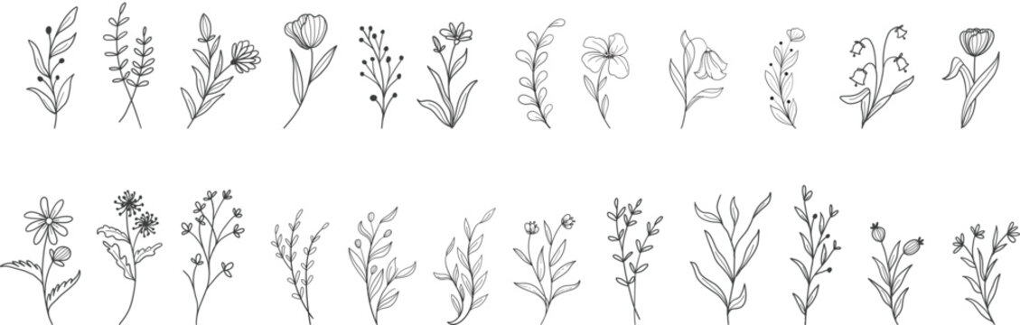 Minimal feminine botanical floral branch in silhouette style. Hand drawn wedding herb, minimalistic flowers with elegant leaves. Botanical rustic trendy greenery vector