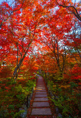 Fototapeta na wymiar Autumn foliage in Kyoto, Japan