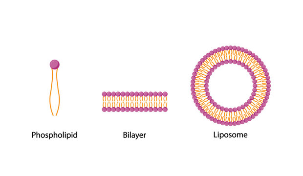 Liposome and bilayer structure. Phospholipid with hydrophilic head and hydrophobic tails. Drug encapsulation. Vector illustration.
