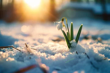 Fotobehang The first snowdrop blooms on the field among the last traces of snow at the golden hour. Generative AI © Nailya