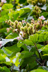 Flor do urucuzeiro, árvore cujo fruto é o urucum, de onde se extrai o colorau. Flor. Condimento.