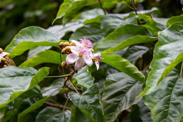 Flor do urucuzeiro, árvore cujo fruto é o urucum, de onde se extrai o colorau. Flor. Condimento.