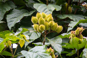 Urucuzeiro é uma árvore cujo fruto é o urucum, de onde se extrai o colorau