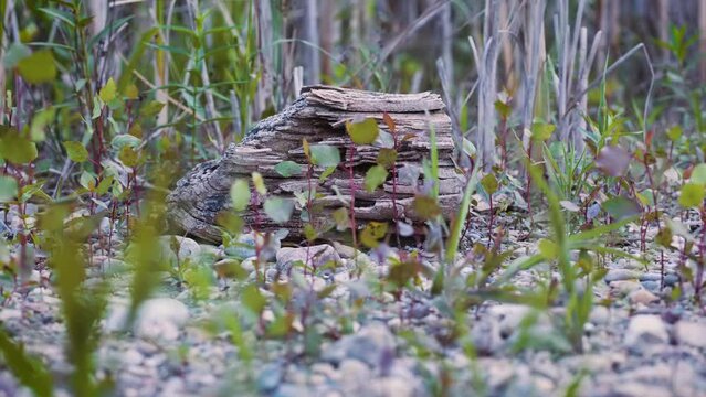 Rack focus onto fallen log in slow motion, located in dried up riverbed/cracked mud with new plant growth sprouting all around.