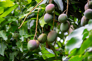 Pé de manga com frutos. Mangueira.	

