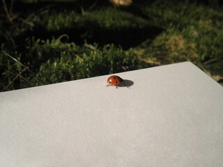 Cute ladybug sits on the page of a book.