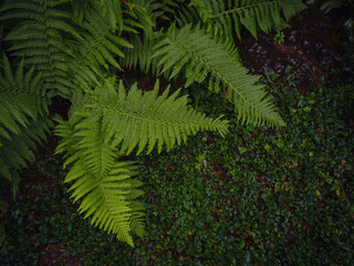 Beautiful ferns leaves green foliage. Close up of beautiful growing ferns in forest or park. Rainforest jungle landscape. Green plants nature wallpaper. Organic nature background.