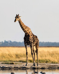 Etosha National Park, Namibia - August 18, 2022: A majestic Angolan giraffe stands by a watering...