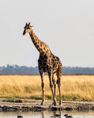 Etosha National Park, Namibia - August 18, 2022: A majestic Angolan giraffe stands by a watering hole, its towering stature and patterned coat contrasting beautifully with the golden grasses.