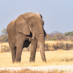 Fototapeta na wymiar Etosha National Park, Namibia - August 18, 2022: African bush elephant marching confidently across the plains, its imposing presence and natural beauty captured in the warm light of its habitat