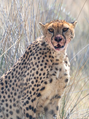 Etosha National Park, Namibia - August 18, 2022: An intense close-up of a cheetah, its mouth stained, signaling a recent hunt, set against a backdrop of tall grasses in the wild