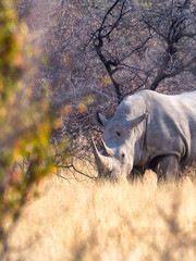 Fototapeta premium Etosha National Park, Namibia - August 18, 2022: A white rhinoceros, captured in a tranquil moment, grazes in the brush of the savannah.