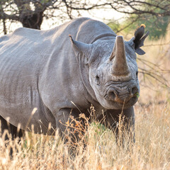 Etosha National Park, Namibia - August 18, 2022: Powerful image of a black rhinoceros in profile, showcasing its prehistoric features and rugged skin as it stands amidst the dry grass.