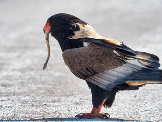 Etosha National Park, Namibia - August 18, 2022: Dynamic image of a bateleur eagle, easily identified by its vivid colors and short tail, as it consumes a psammophis snake.