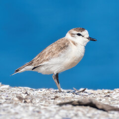 Walvis Bay, Namibia - August 20, 2022: A sanderling stands alone on a sandy beach, with a vivid blue sky background