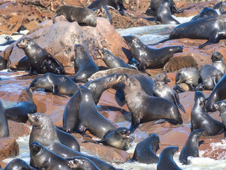 Cape Cross, Namibia - August 21, 2022: A bustling colony of sea lions on rocky terrain near water, with some individuals actively moving and others resting