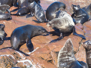 Cape Cross, Namibia - August 21, 2022: Two sea lions engage in a display of social behavior on a rock, surrounded by others in the colony