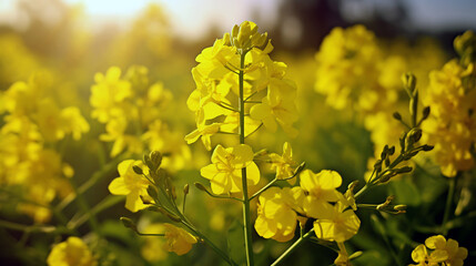 Obraz premium Rapeseed plants with yellow flowers. Blooming mustard. Canola field. Biofuel and green renewable energy concept