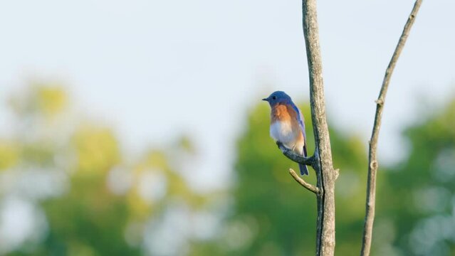 Bluebird (Sialia sialis) eats and preens at sunset, shot with beautiful depth of field