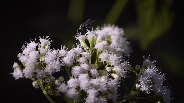 White Snakeroot (Ageratina altissima) being pollinated by flying insects, shot with beautiful shallow depth of field