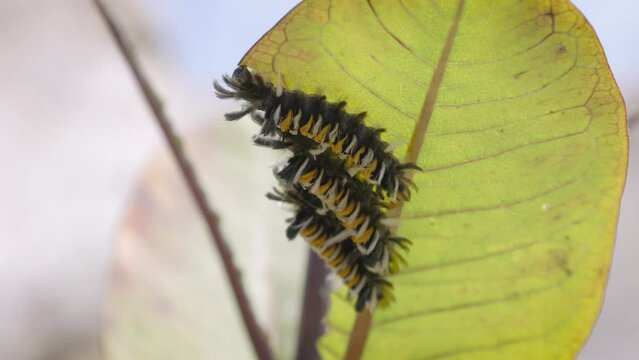 Milkweed Tussock Moth (Euchaetes egle) or 'Tiger moth' caterpillars hide on the underside of milkweed plant leaves eating and preparing for metamorphosis