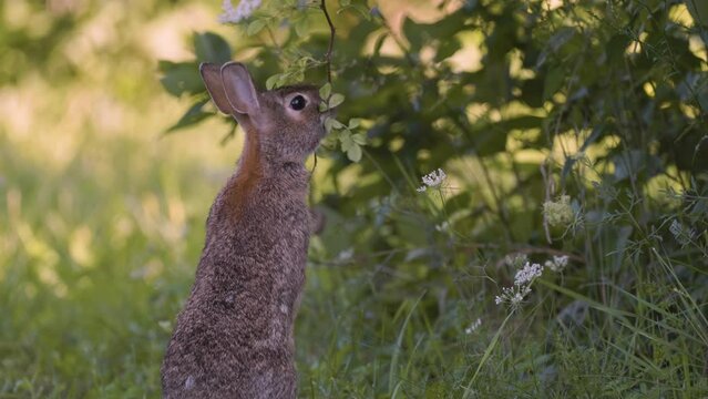 Eastern Cottontail rabbit (Sylvilagus floridanus) reaches leaves of high branch and eats