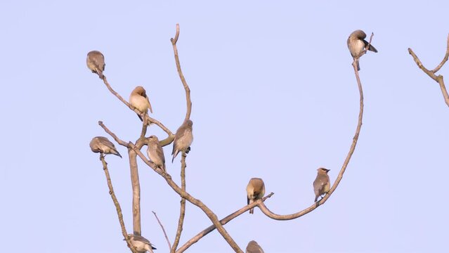 Cedar Waxwings (Bombycilla cedrorum) flock preens and socializes in treetops against blue sky background
