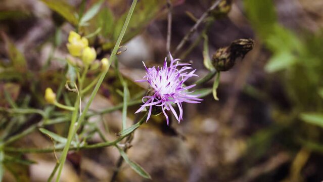 Honeybee (Apis mellifera) pollinates pink purple knapweed flower (Centaurea stoebe), shot in beautiful depth of field