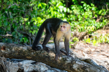Wild Capuchin Monkey on a Log - 701458733