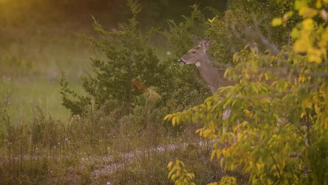 White-Tailed Deer (Odocoileus virginianus) stops anxiously at edge of meadow to assess danger, evening sun glowing attractively just out of frame with room for copy